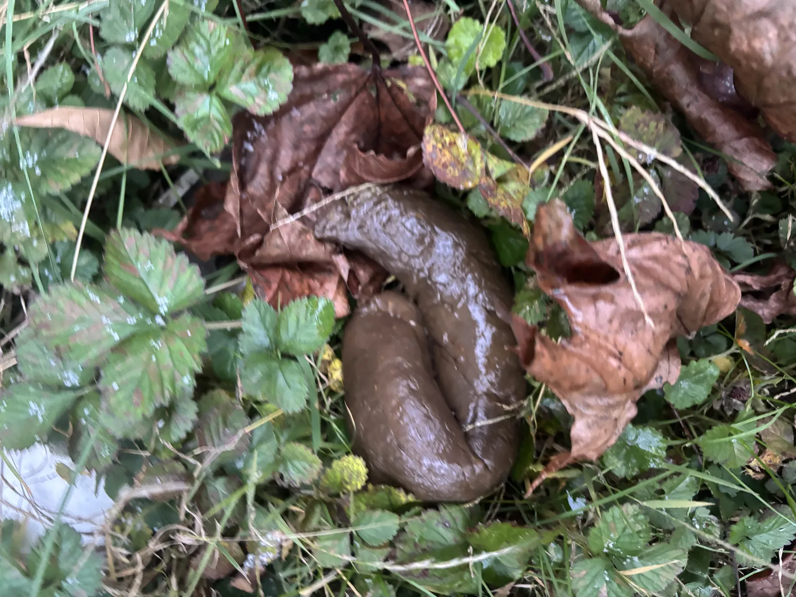 Thanksgiving wilderness poo