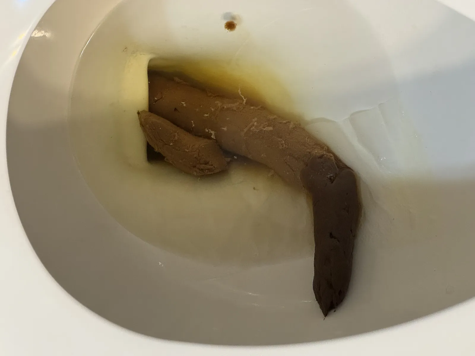 The brown anaconda