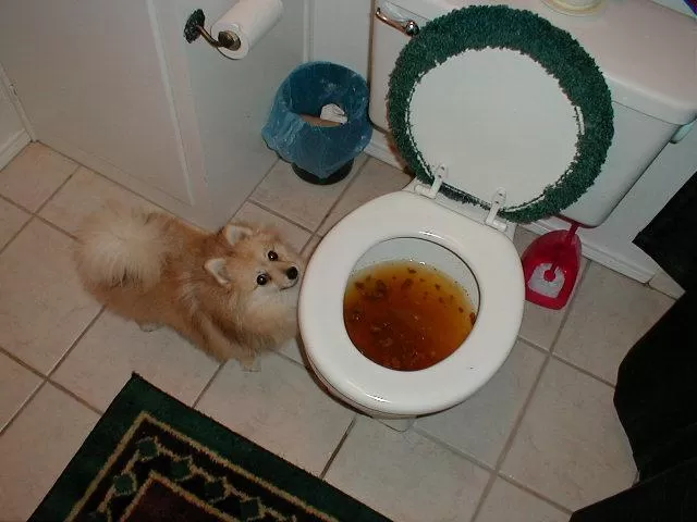 Dog and shit in toilet