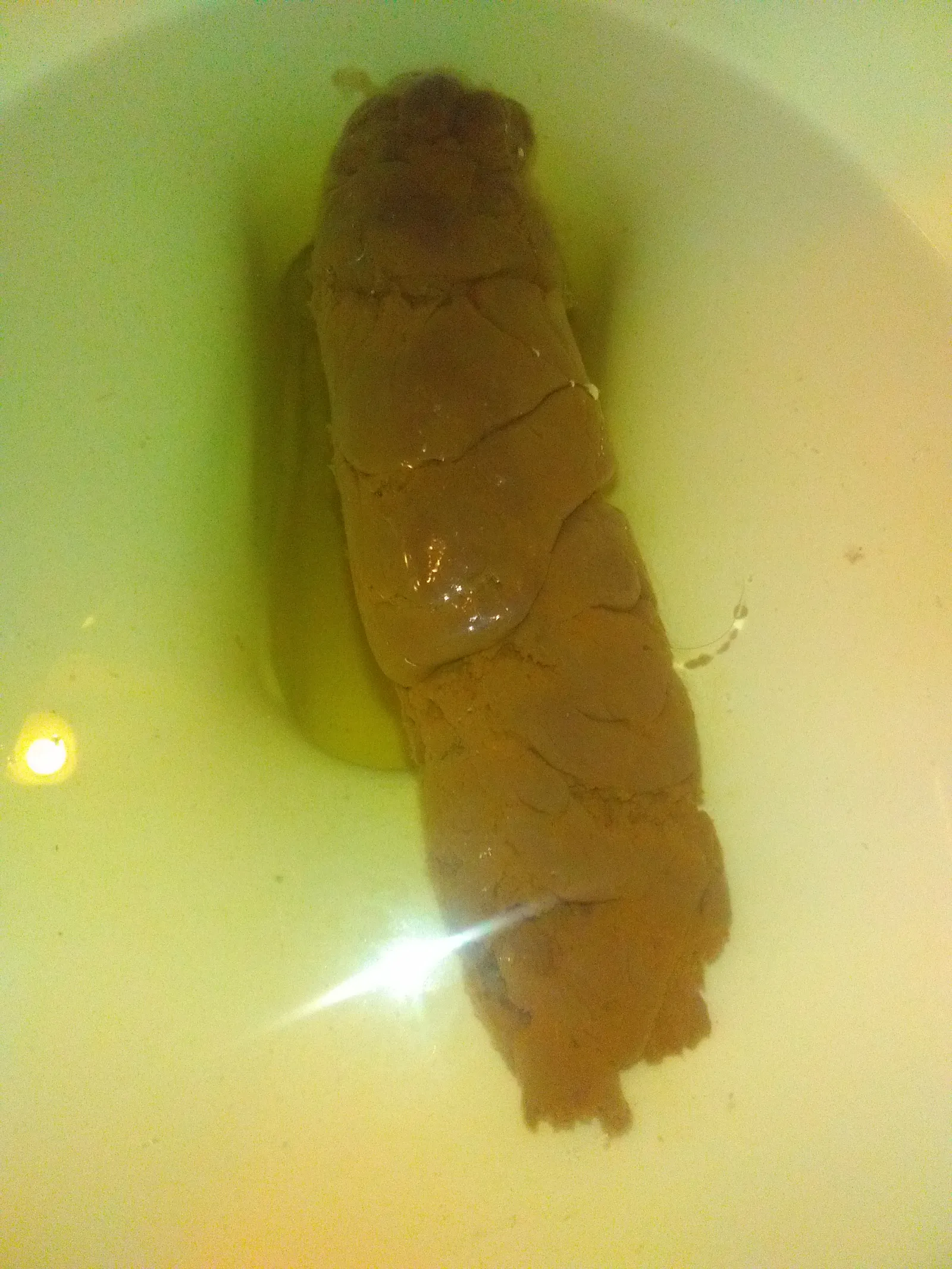 long floating turd