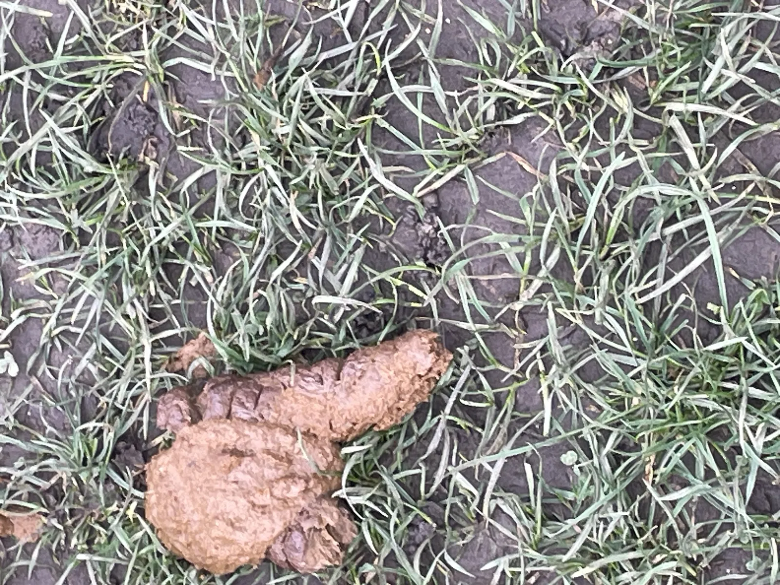 Grass poop