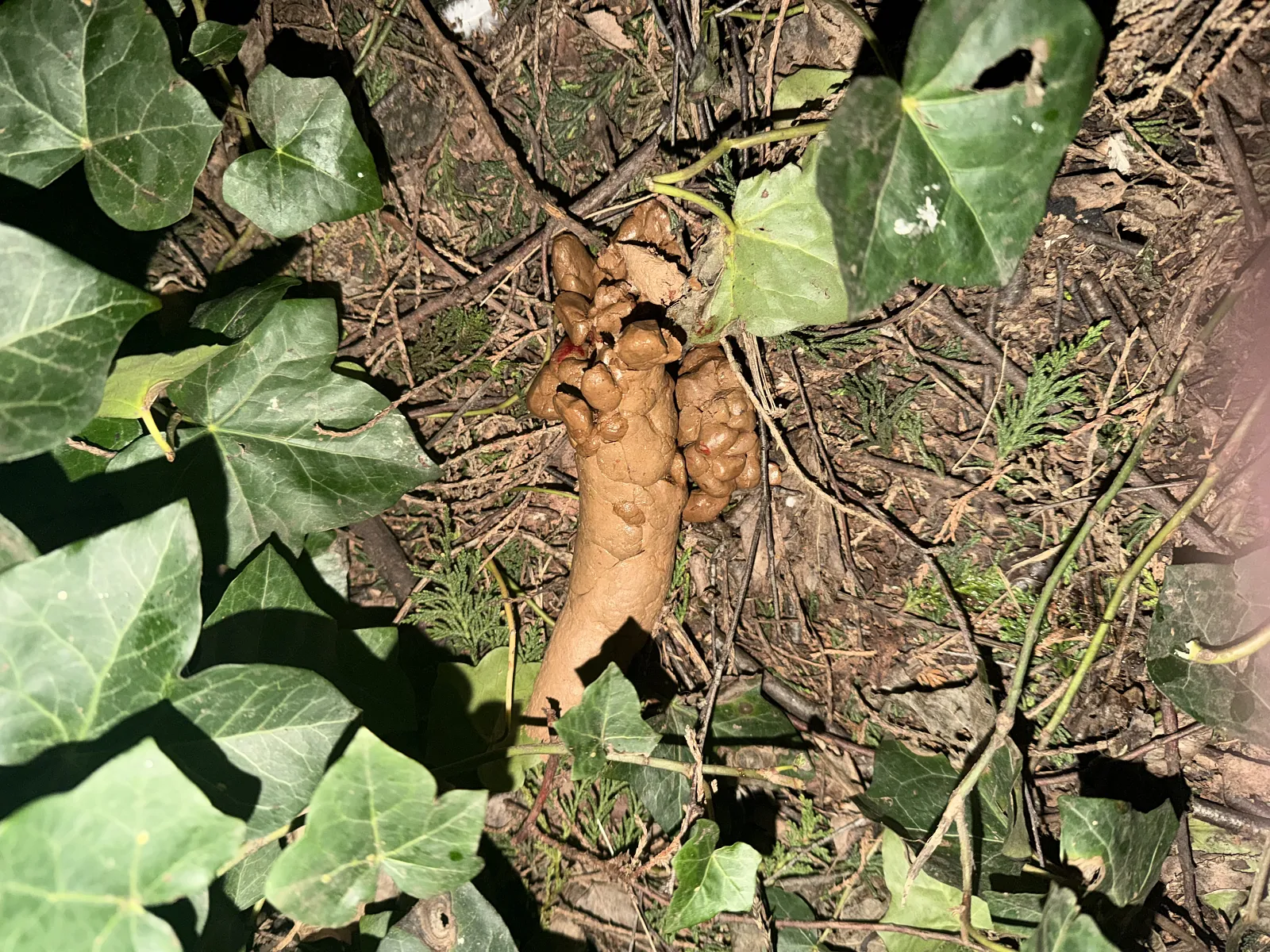 Clearing the constipation by the canal