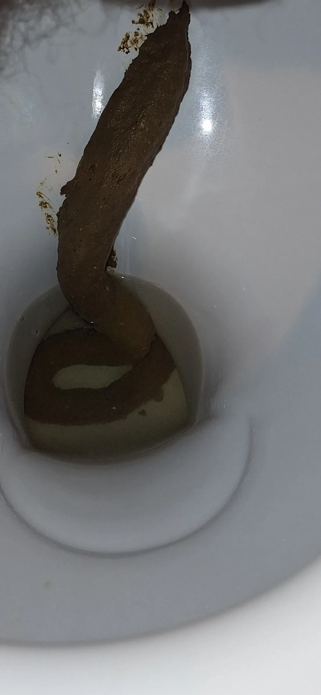 Slim longsnake from a butt