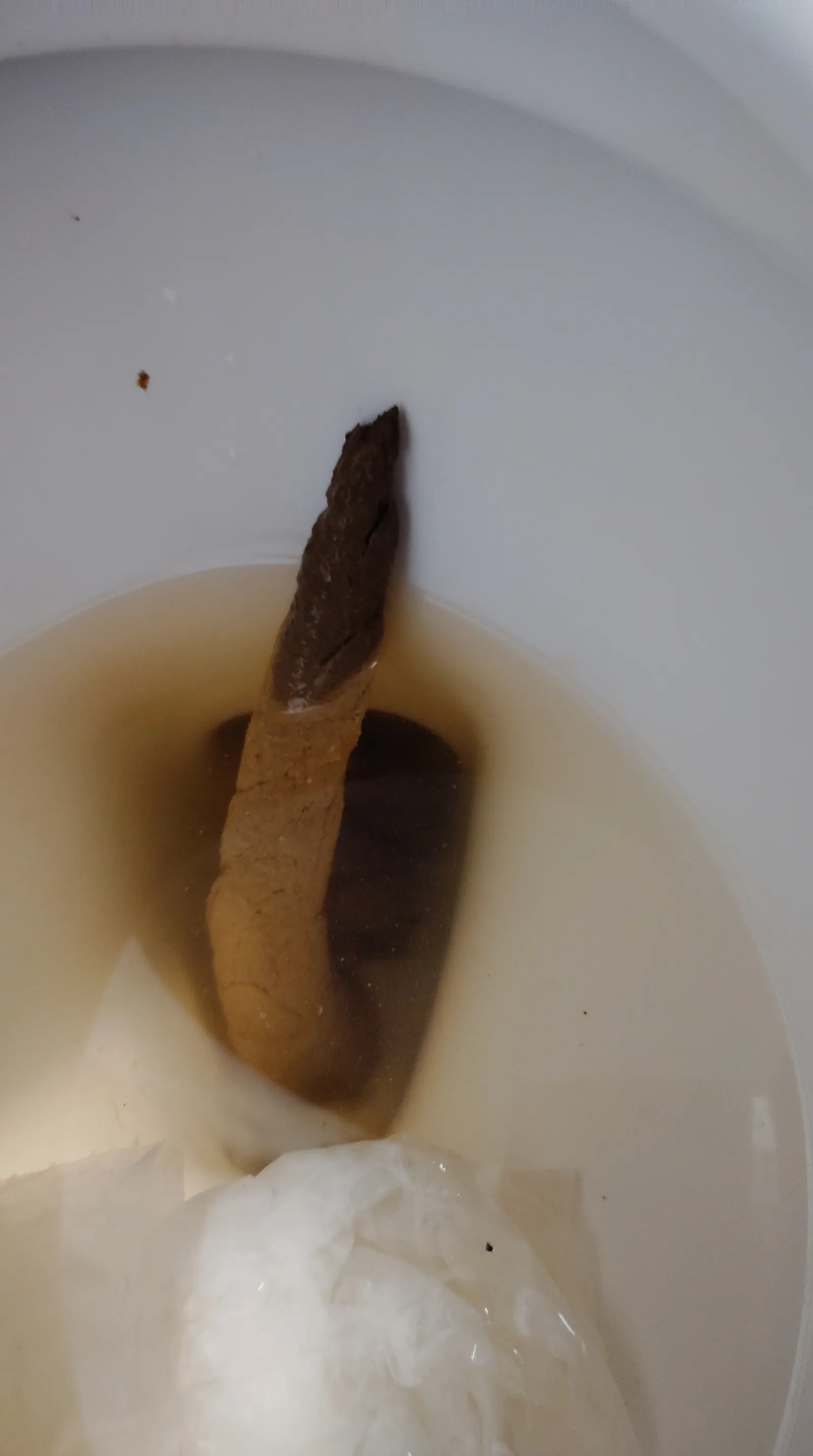 Very long poo