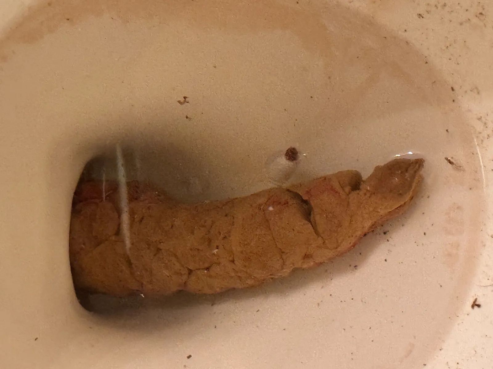 Shattactis gigantactis
