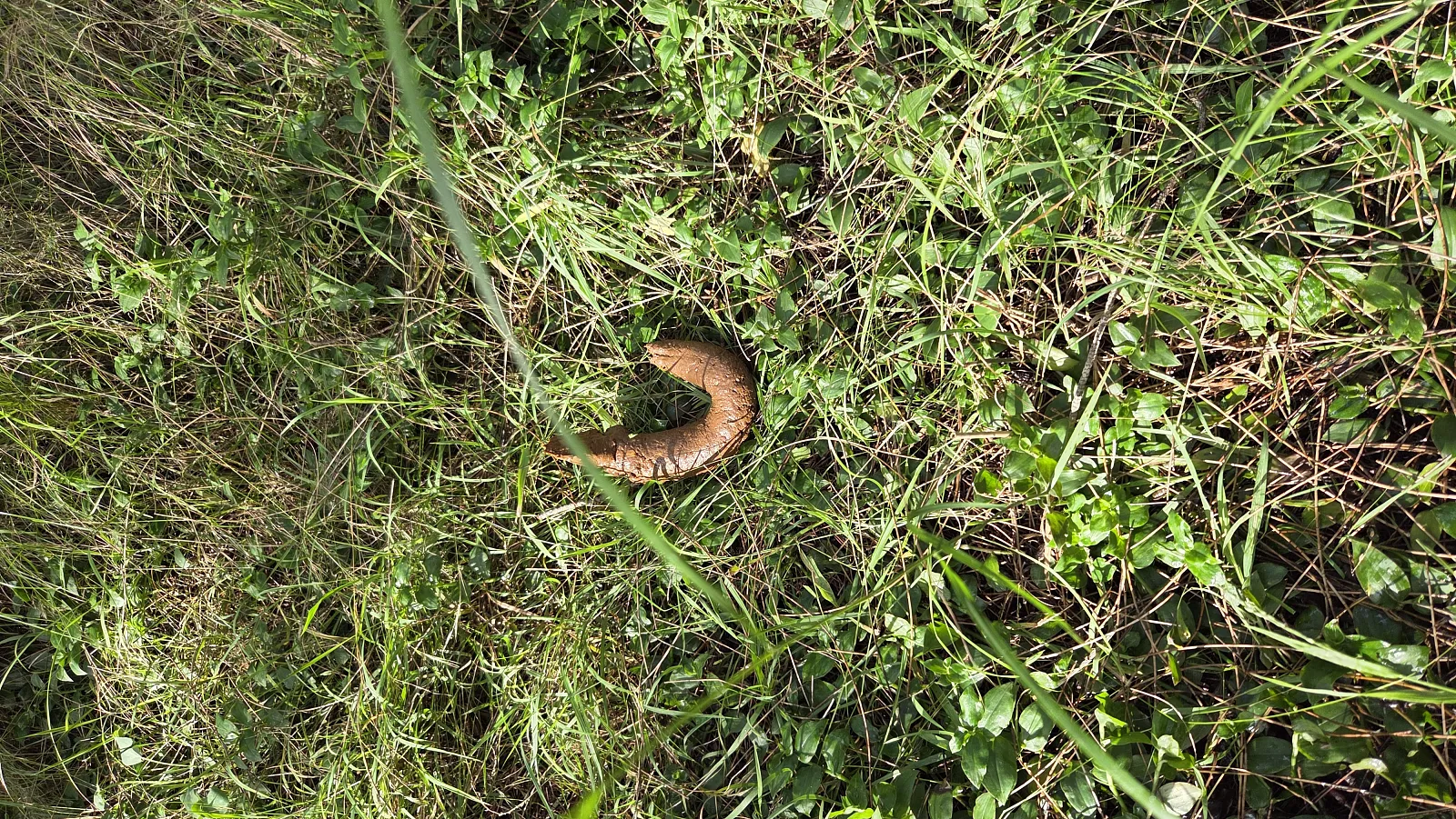 The Brown Python