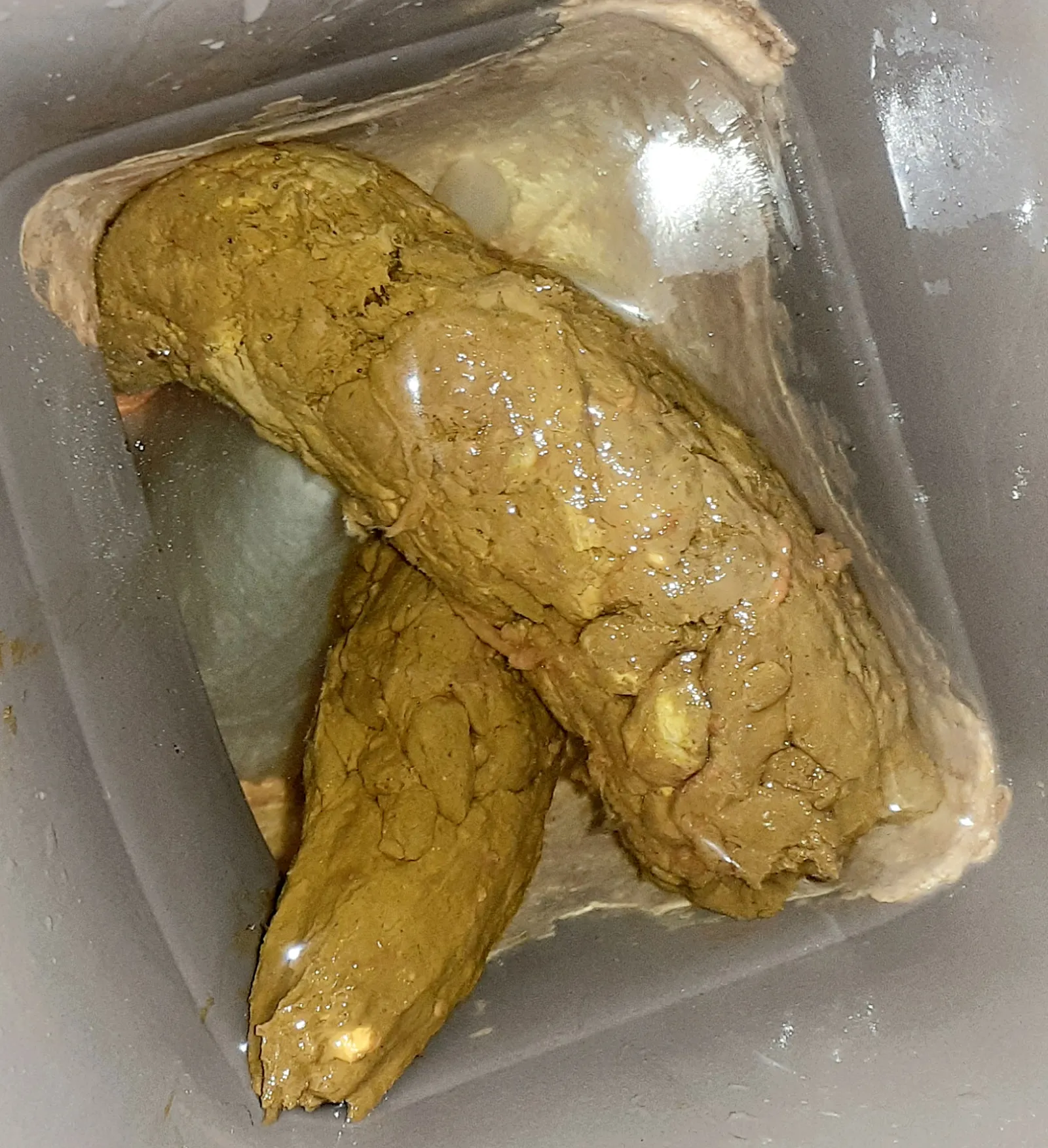 my big greek turds