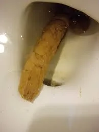 Dog didn’t want it
