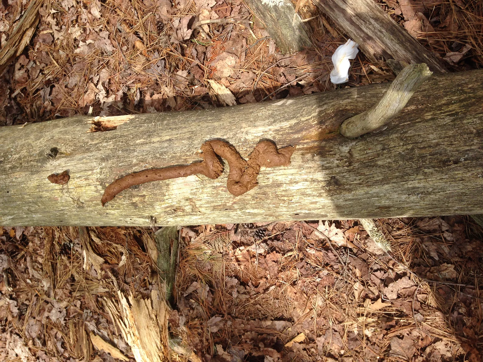 Appalachian brown snake