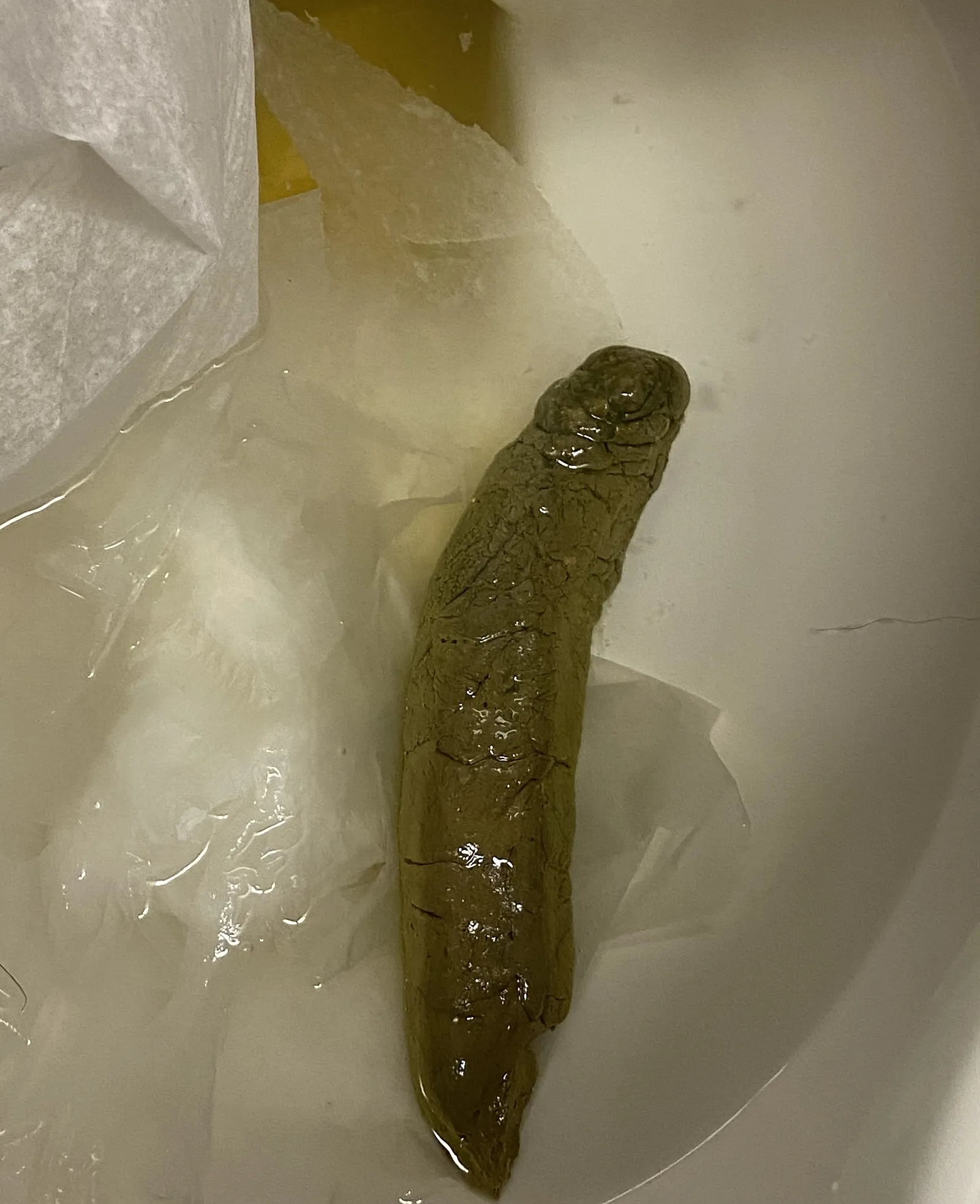 Thick log