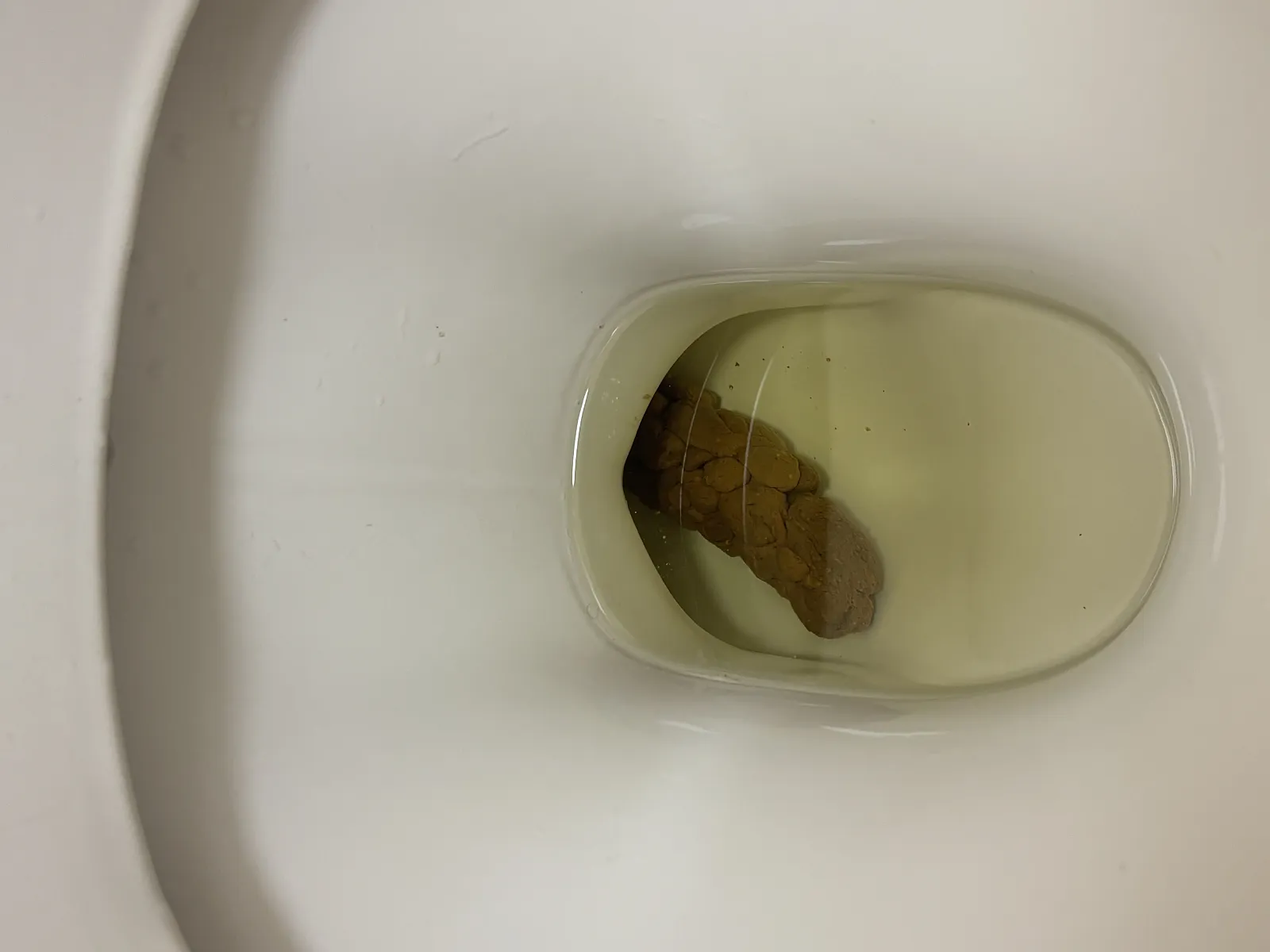 chocolate trout swimming away