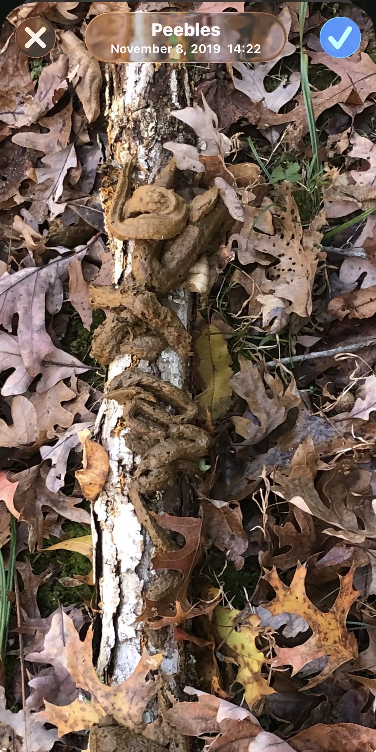 Log of poo
