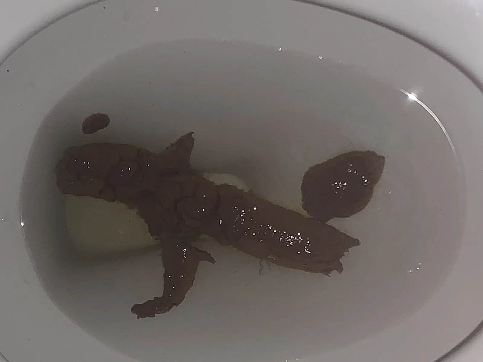 Snake turd