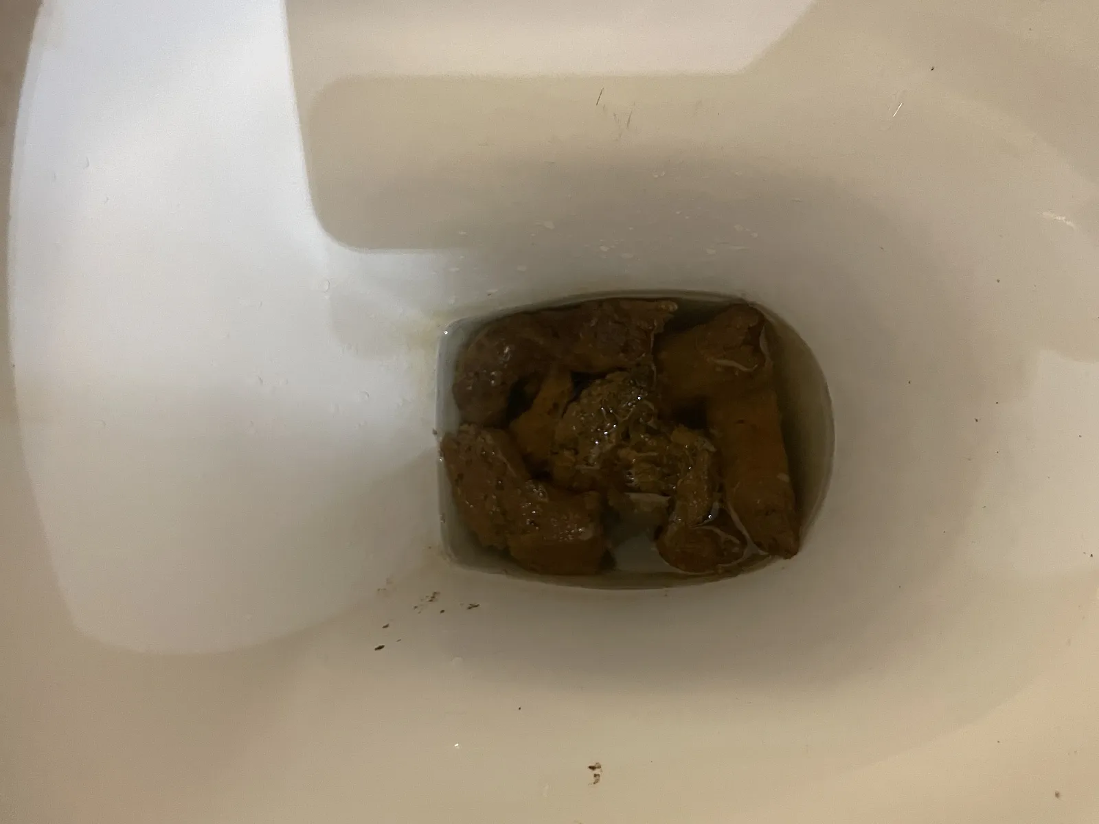 Big poop after a big dinner