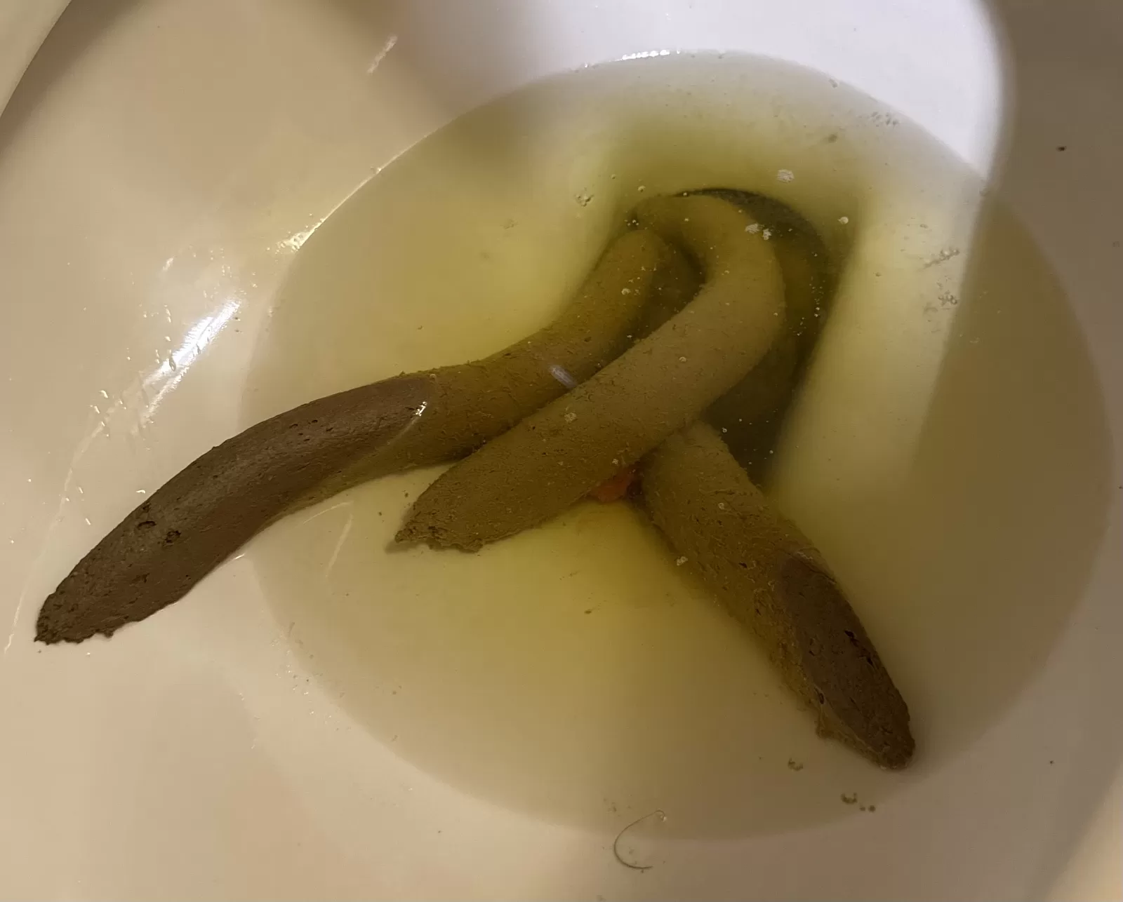 The hydra