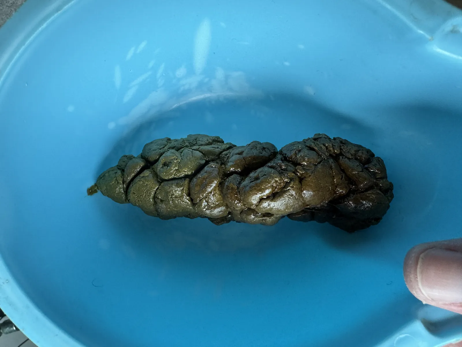 Poop big