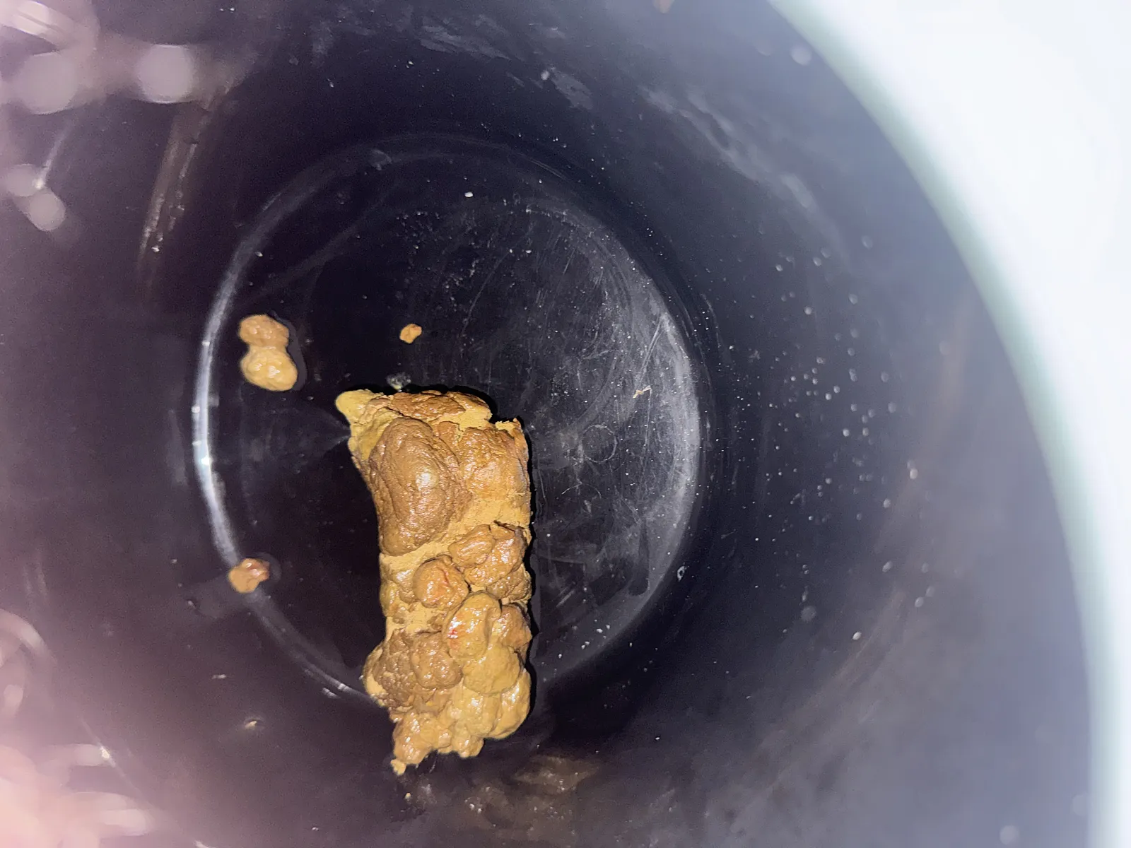 Poop big