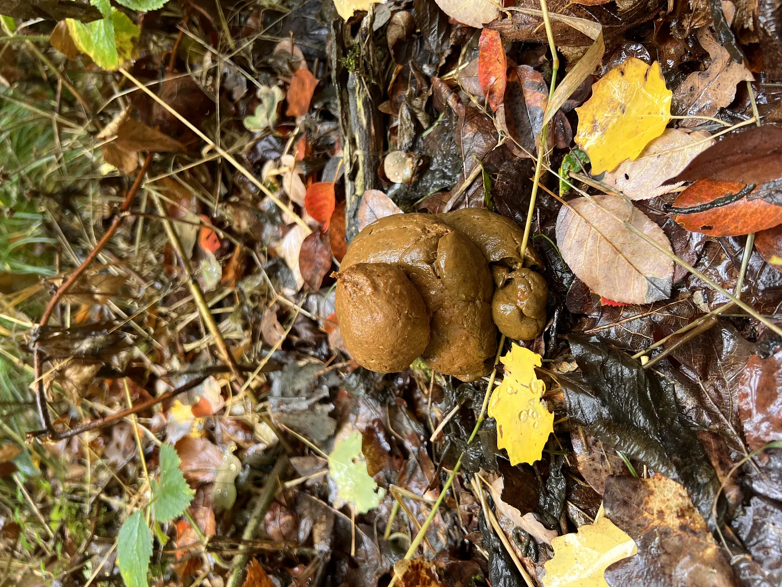 Emoji Poo in autumn forest