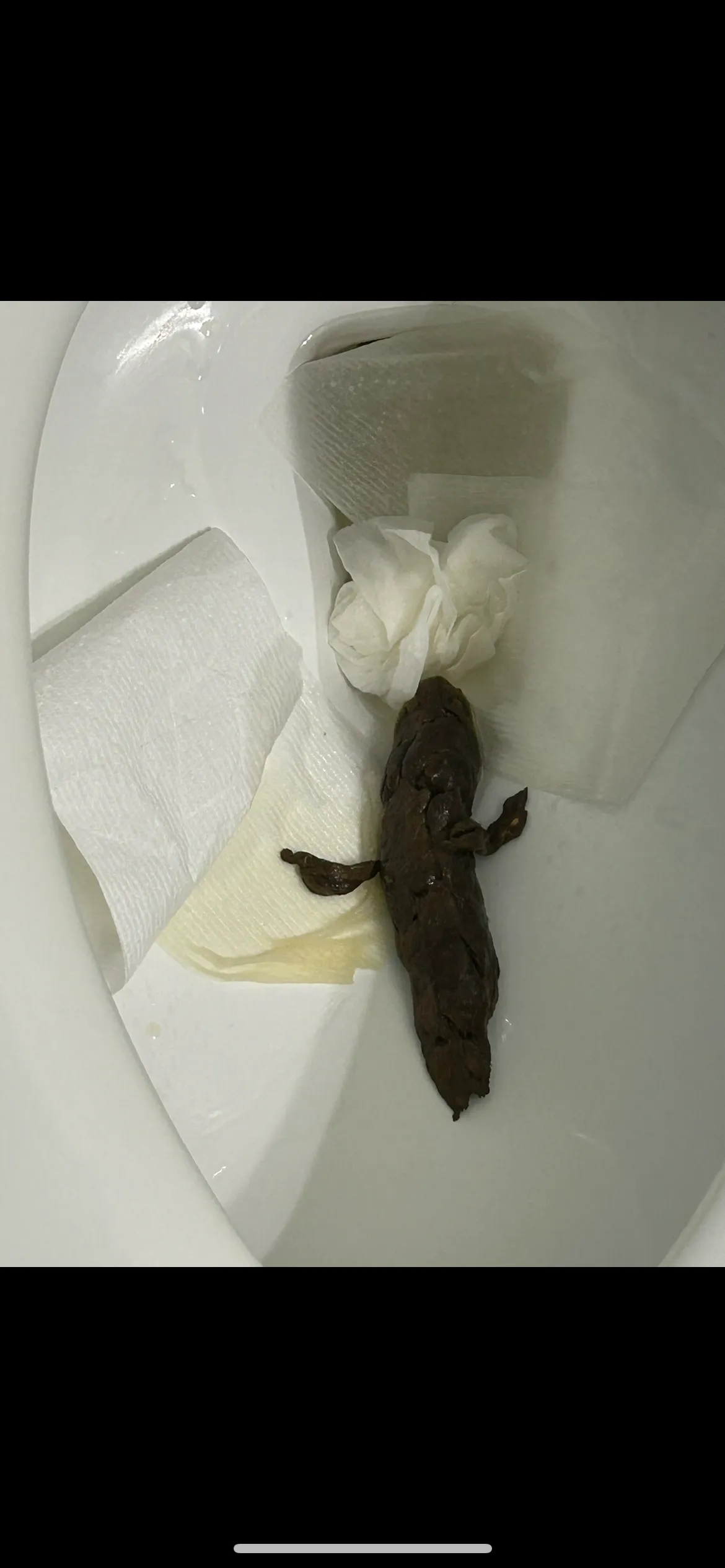 Mr. Hankey (2026)