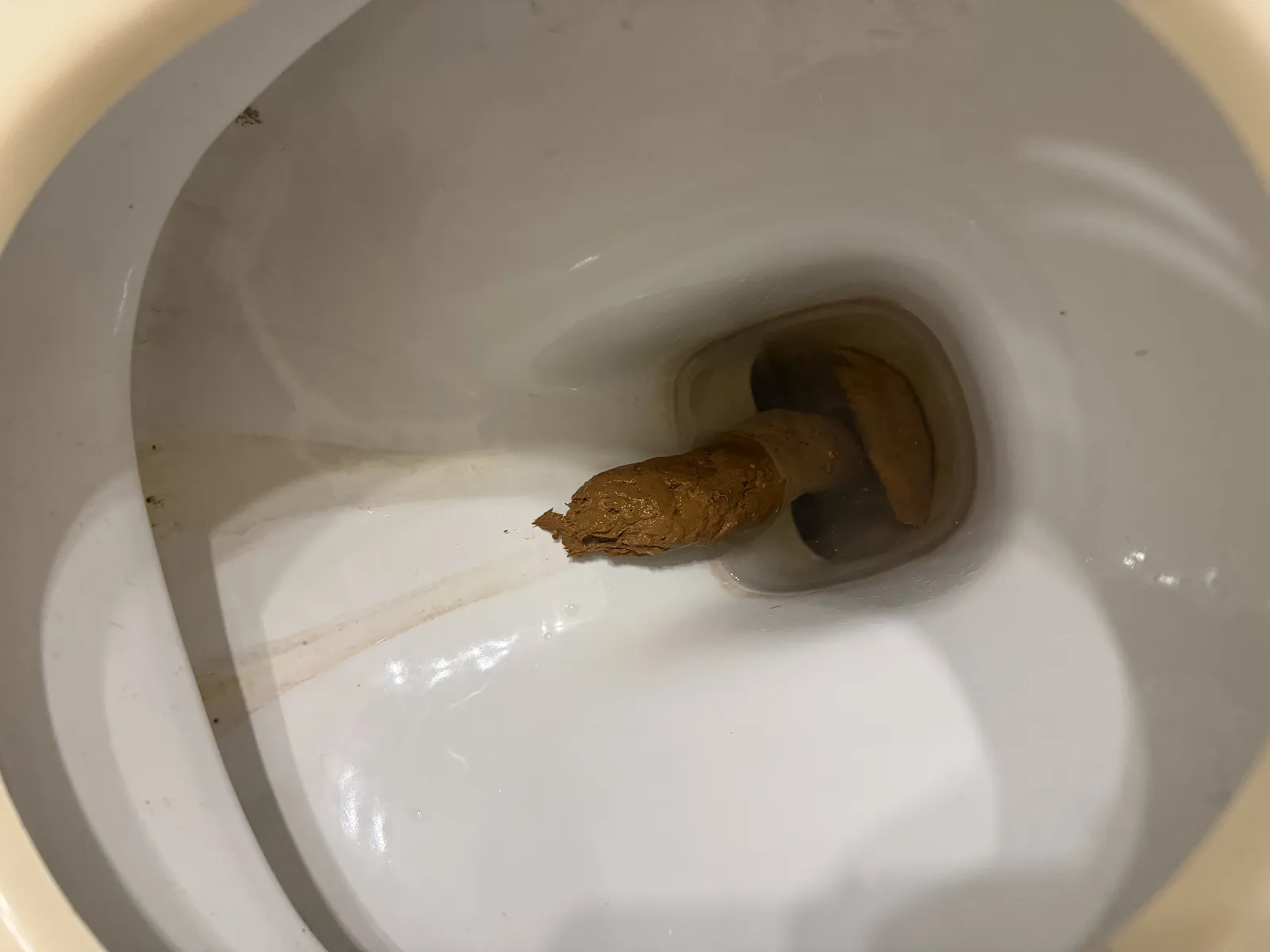 Brazilian Jiboia