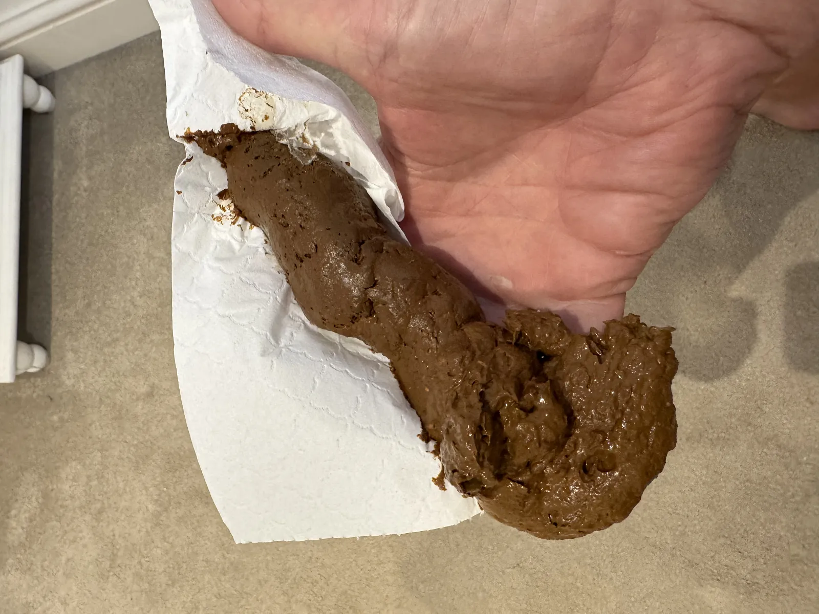 Brown puppy