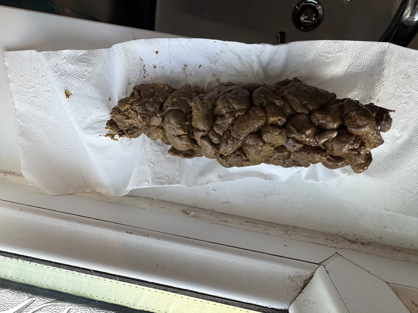 Poop big