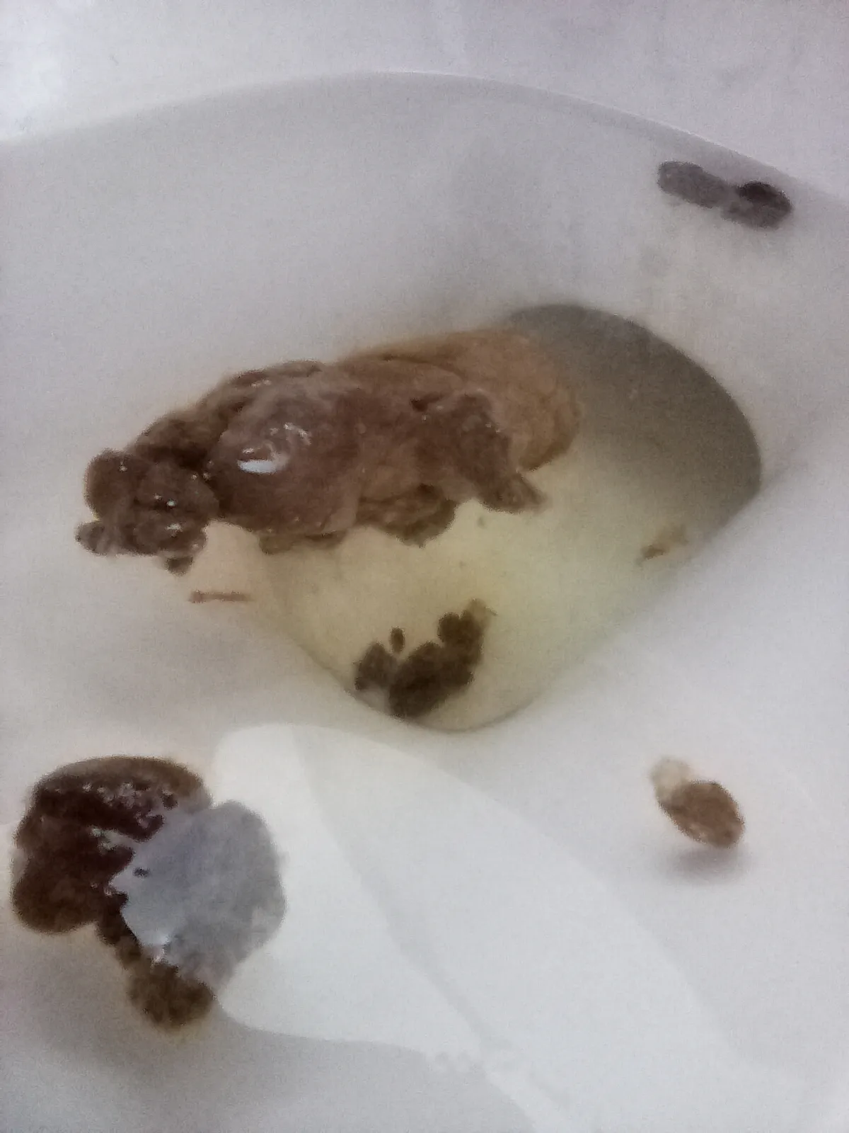 Tuesday Shit