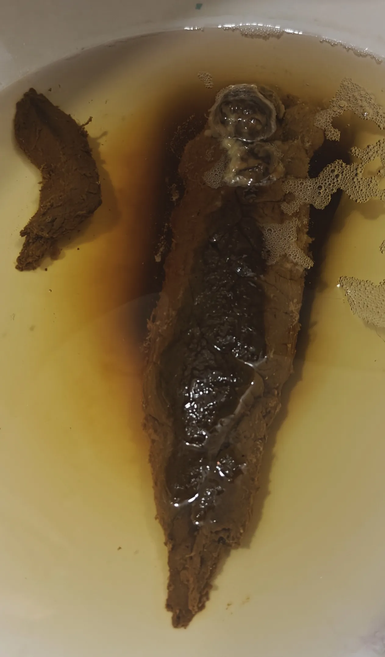 VEIN ENGORGER!