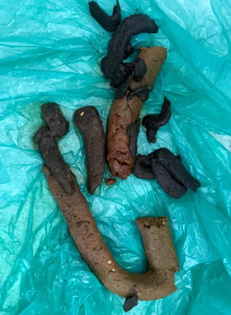 All the poo in one sitting