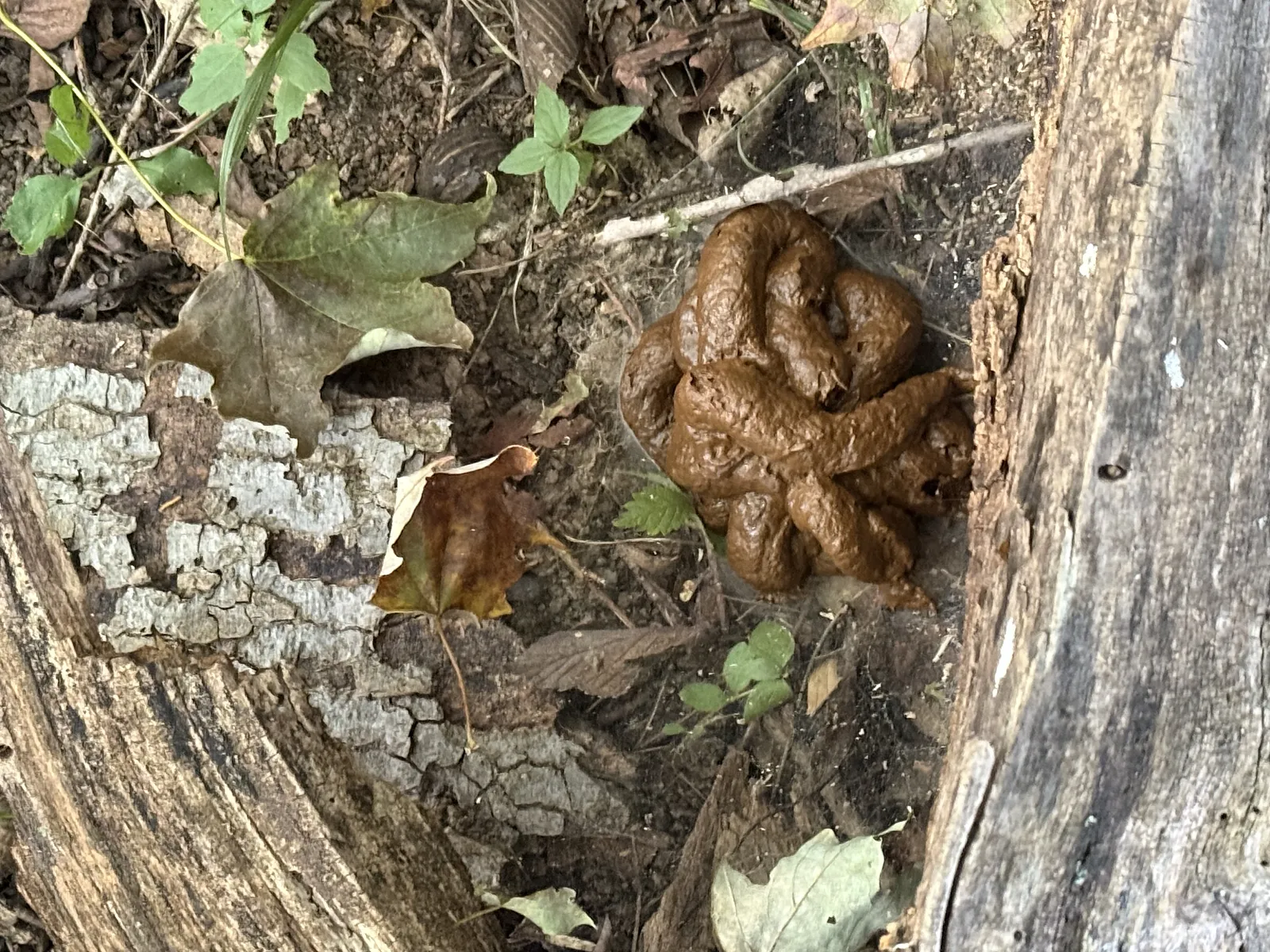 Woods poo
