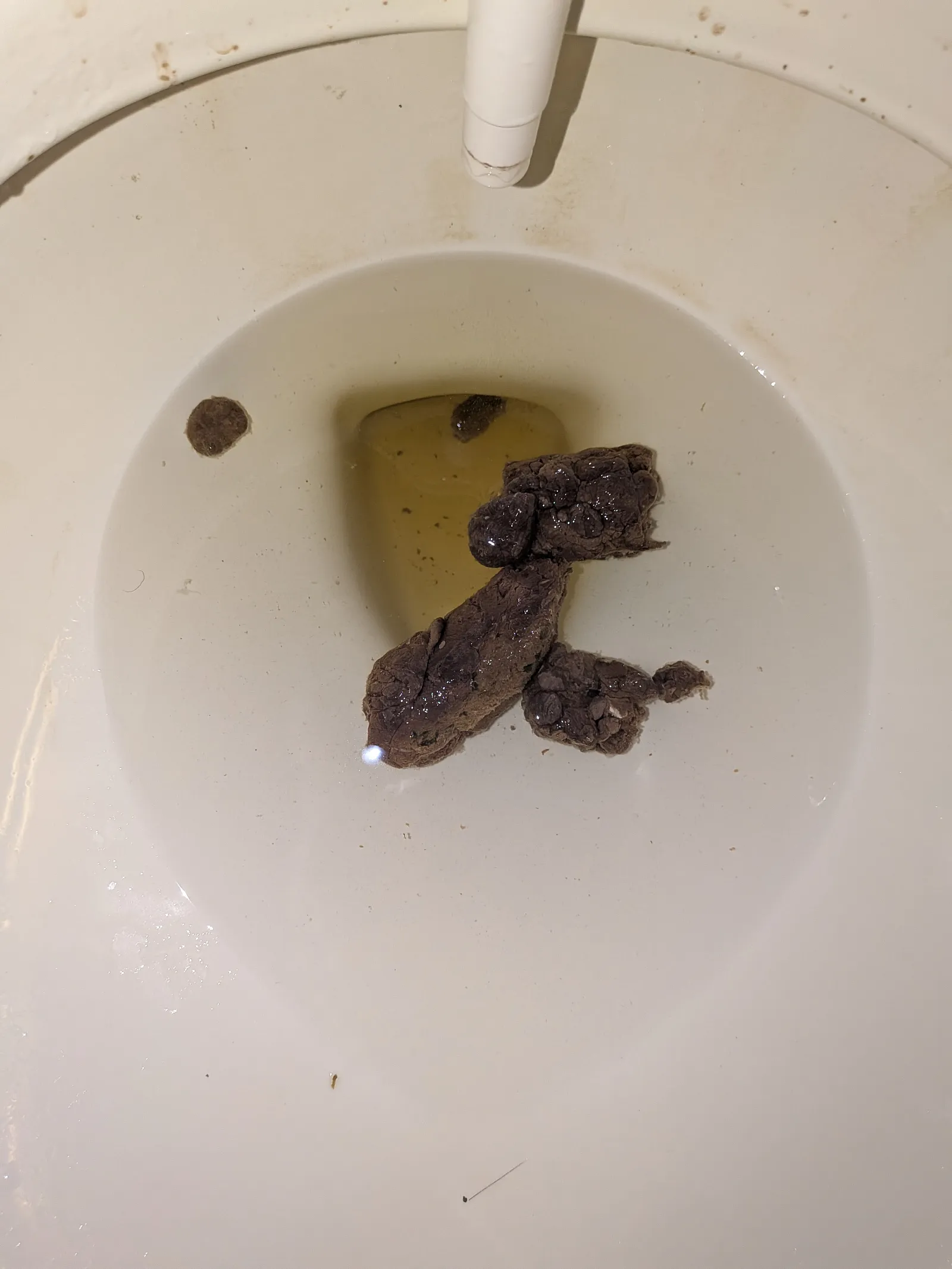 Late Morning Dookie