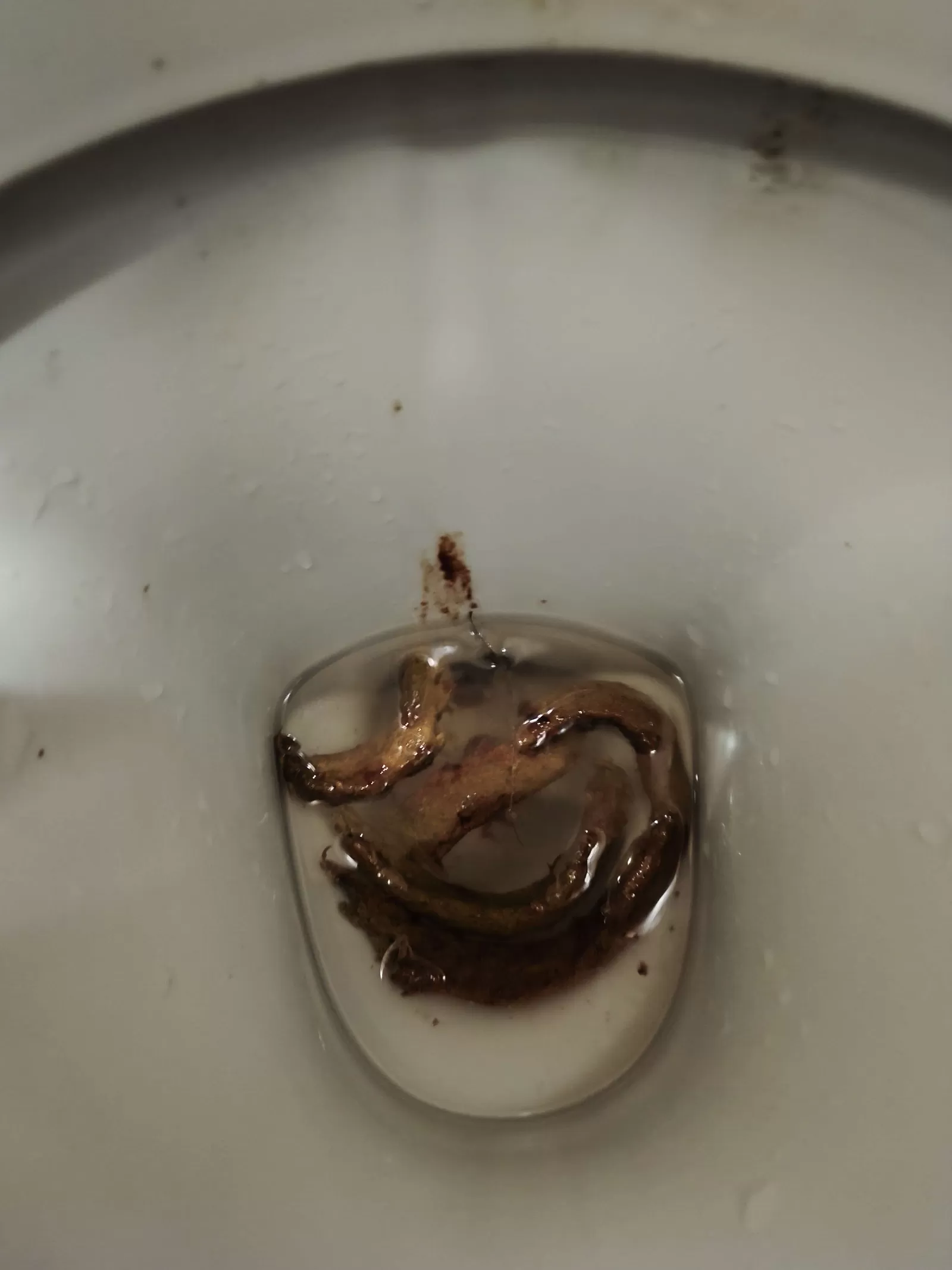 Forest Ranger Poo