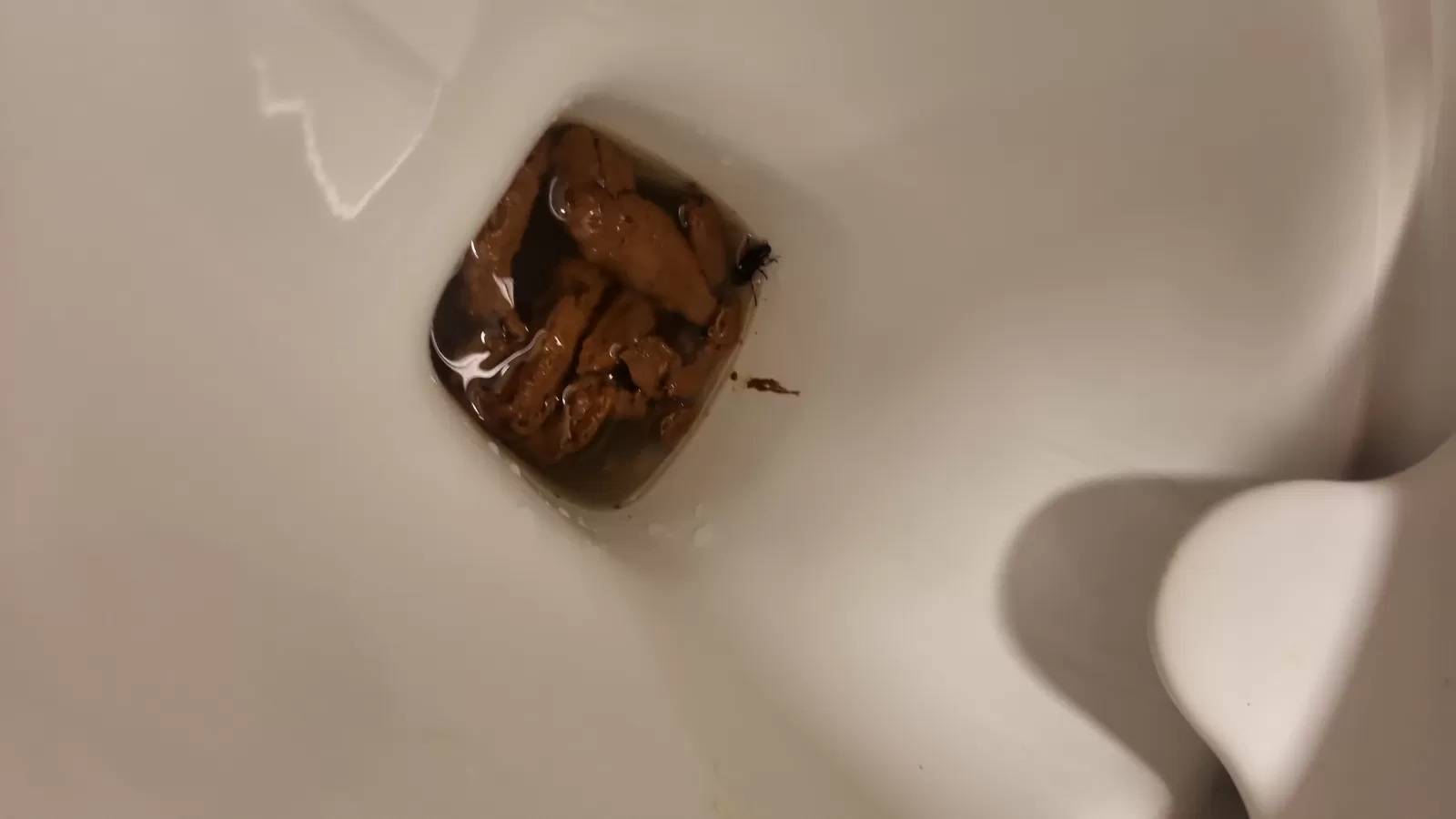 Bug Caught