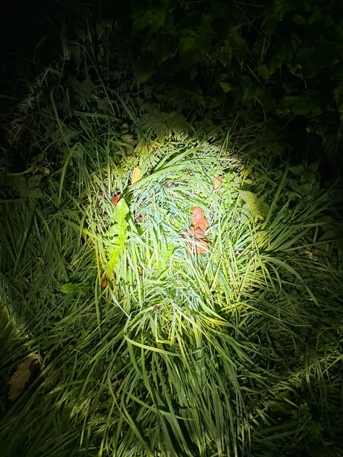 Return to Nature