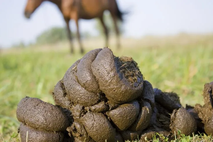 Horse poop