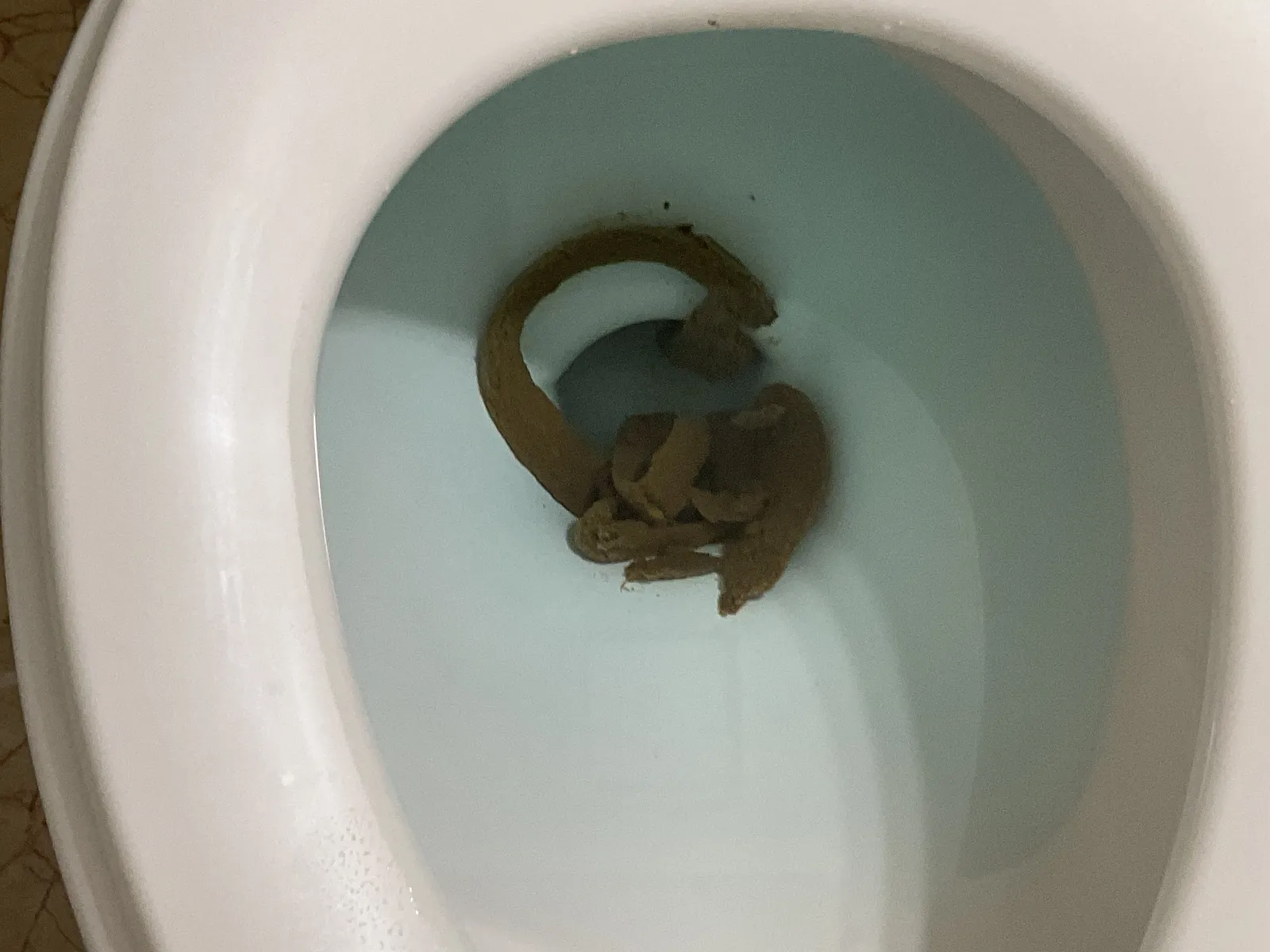 Snake den