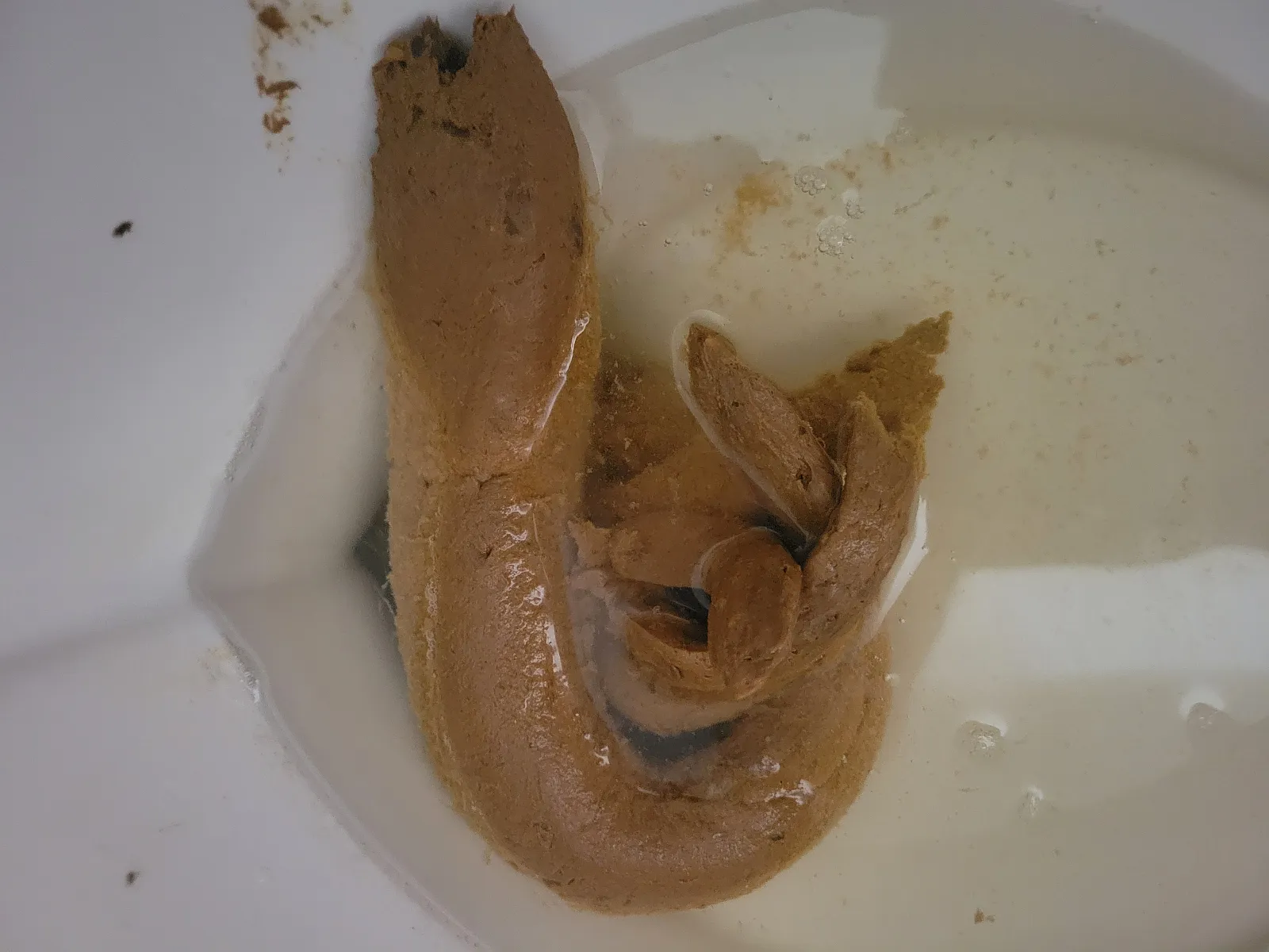 Nest of hagfish