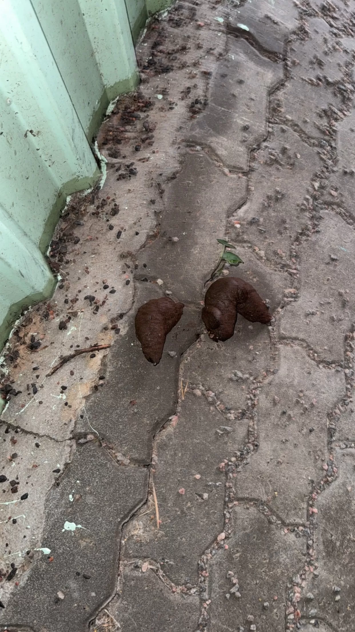 Big poop