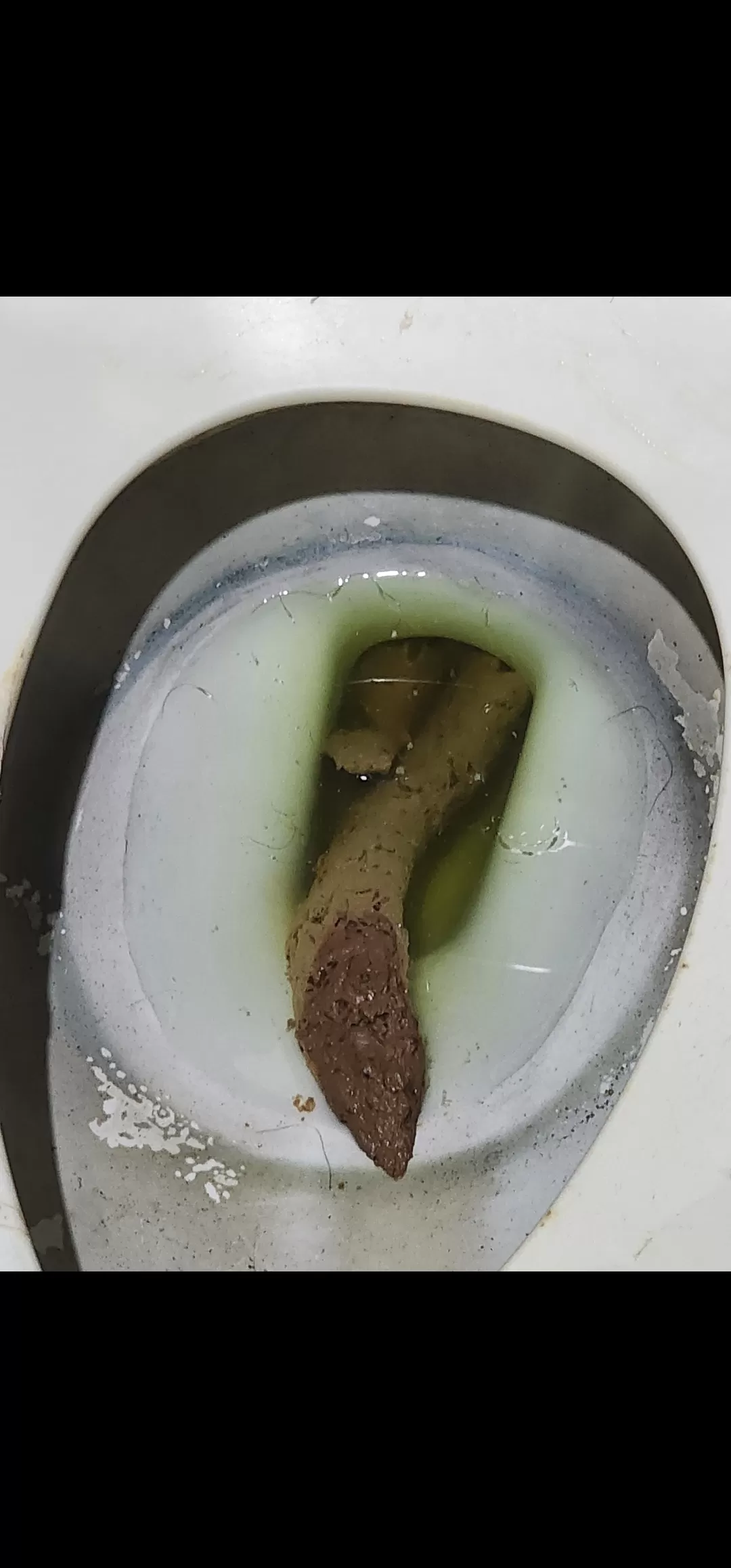 the snake