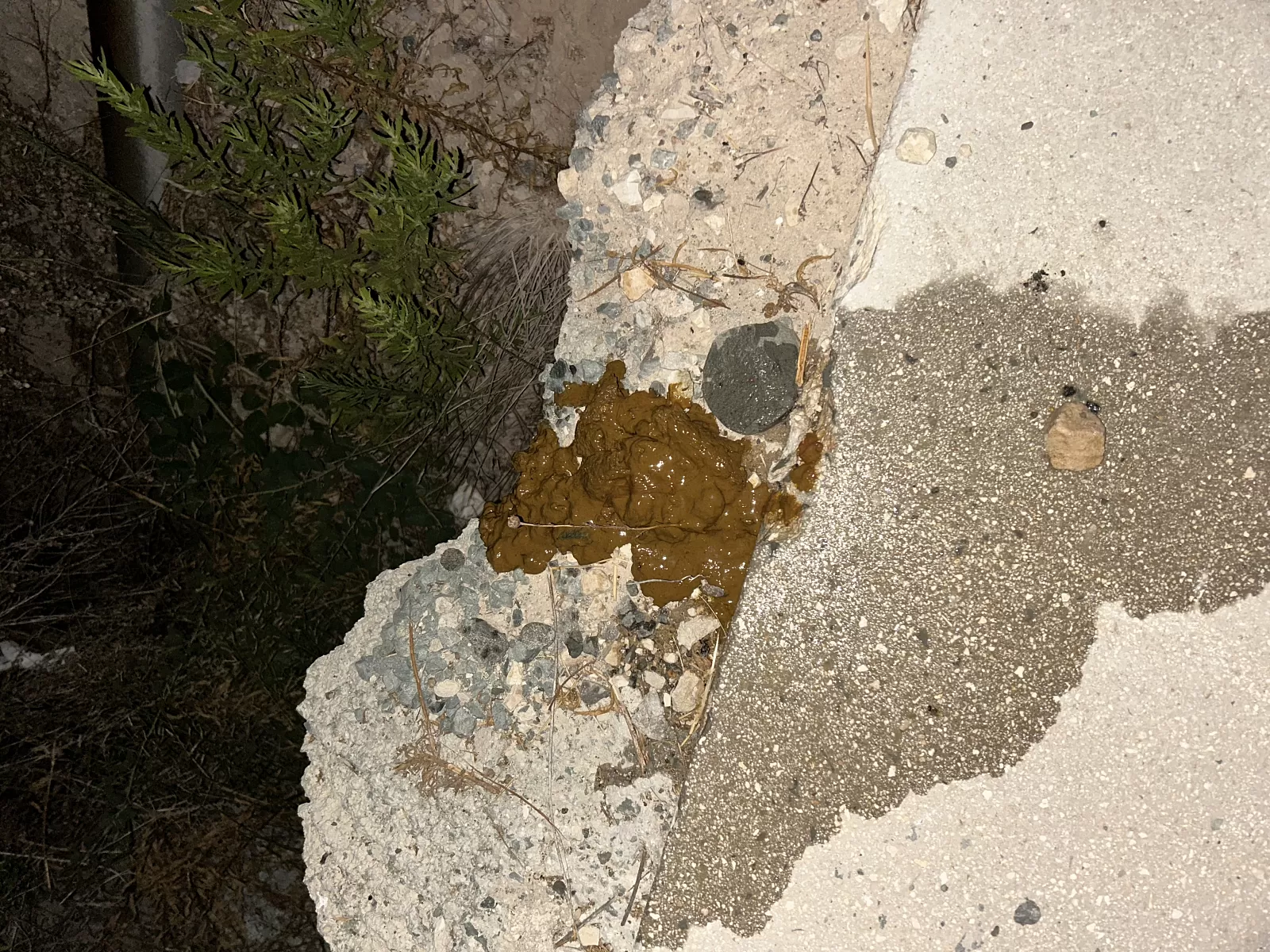 Does a bear shit in the woods