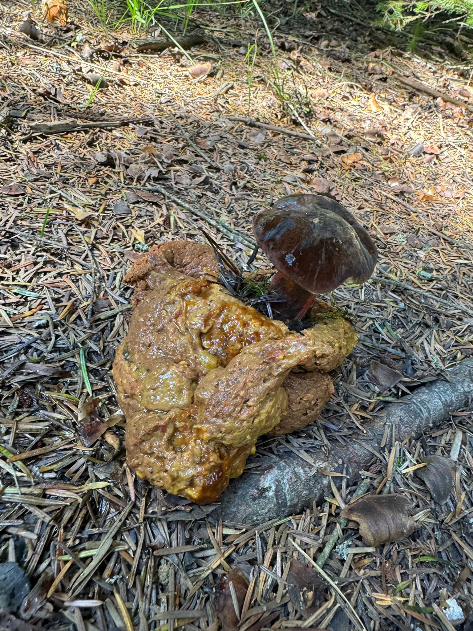 Mushroom à la Compost