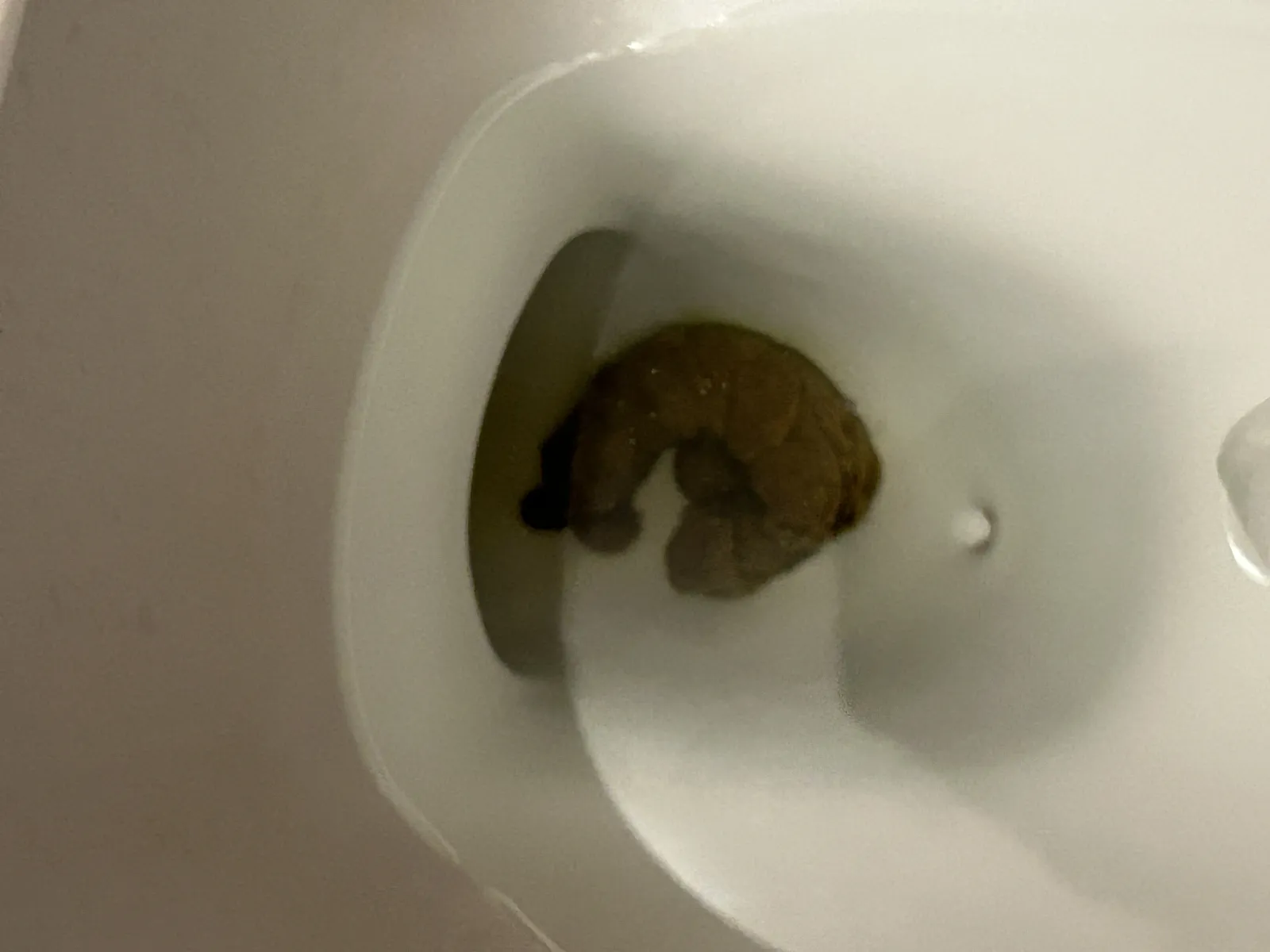 little mysterious shrimp who works a 9-5