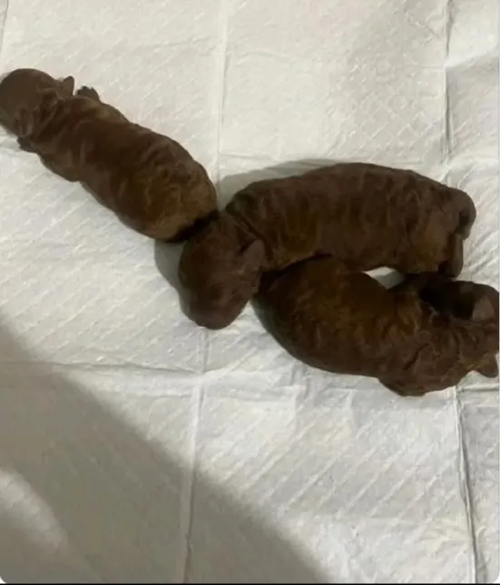 These are actually Puppies