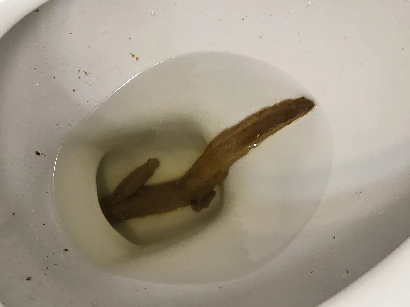 Long poo