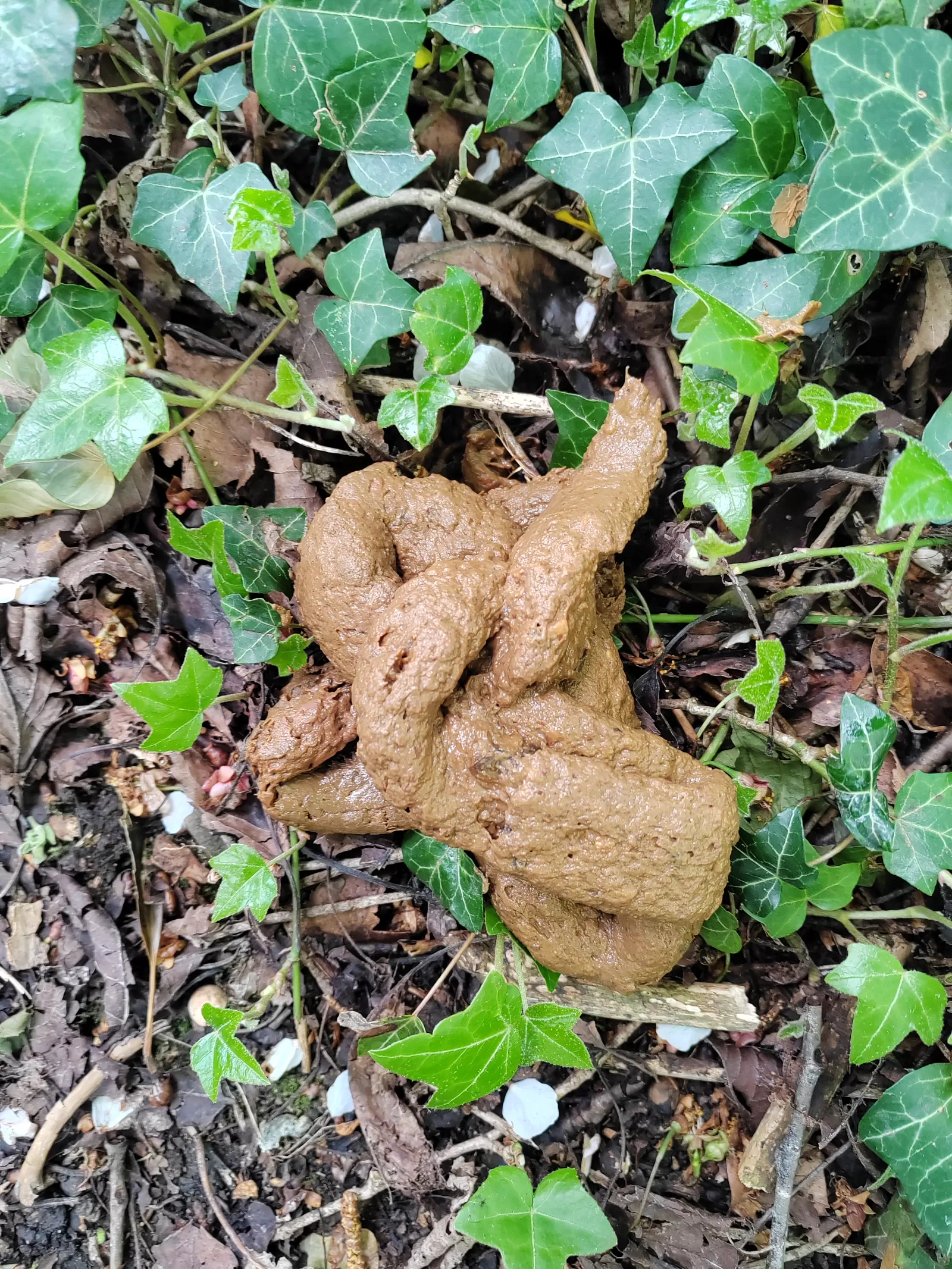 woodland whoopsie